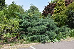 Poyo Redcedar (Juniperus virginiana 'Poyo') at Lakeshore Garden Centres