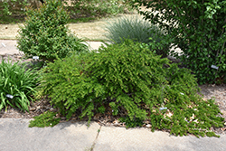 Juke Box Pyracomeles (Pyracomeles 'NCXP1') at Lakeshore Garden Centres