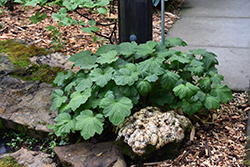 Coral Bells (Heuchera americana) at Lakeshore Garden Centres