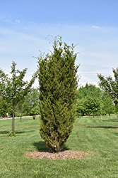 Brodie Redcedar (Juniperus virginiana 'Brodie') at Lakeshore Garden Centres