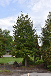 Eagleston Holly (Ilex x attenuata 'Eagleston') at Lakeshore Garden Centres