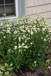 Robin's Plantain (Erigeron pulchellus) at Lakeshore Garden Centres