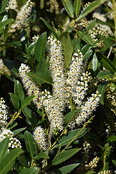 Jade Enchantress Cherry Laurel (Prunus laurocerasus 'Monarone') at Lakeshore Garden Centres