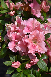 ReBLOOM Blush Elegance Azalea (Rhododendron 'RLH1-12PO') at Lakeshore Garden Centres