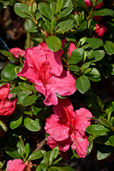 Double Shot Watermelon Azalea (Rhododendron 'RLH1-9P7') at Lakeshore Garden Centres