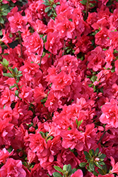 Christina Azalea (Rhododendron 'Christina') at Lakeshore Garden Centres