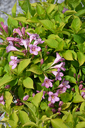 Snippet Lime Reblooming Weigela (Weigela florida 'VUKOZ047213') at Peter Knippel Garden Centre