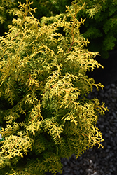 Melody Hinoki Falsecypress (Chamaecyparis obtusa 'Melody') at Lakeshore Garden Centres