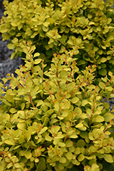 Golden Devine Dwarf Japanese Barberry (Berberis thunbergii 'Golden Devine') at Lakeshore Garden Centres