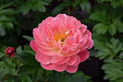 Pink Hawaiian Coral Peony (Paeonia 'Pink Hawaiian Coral') at Peter Knippel Garden Centre