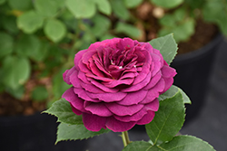 Celestial Night Rose (Rosa 'WEKebtigrad') at Lakeshore Garden Centres