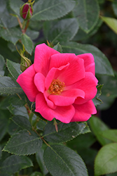 Kolorscape Flamingo Rose (Rosa 'KORhopiko') at Lakeshore Garden Centres