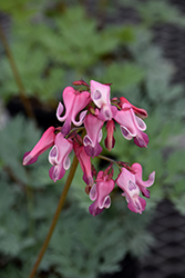 Pink Diamonds Fern-leaved Bleeding Heart (Dicentra 'Pink Diamonds') at Peter Knippel Garden Centre