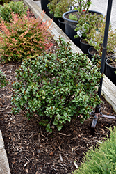 Scallywag Holly (Ilex x meserveae 'MonNieves') at Lakeshore Garden Centres