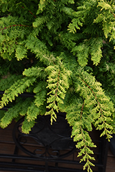 Fernspray Gold Falsecypress (Chamaecyparis obtusa 'Fernspray Gold') at Lakeshore Garden Centres