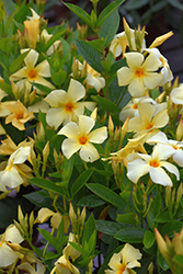 Sundaville Apricot Mandevilla (Mandevilla 'Sundaville Apricot') at Lakeshore Garden Centres