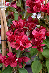 Burgundy Queen Bougainvillea (Bougainvillea 'Monharr') at Lakeshore Garden Centres