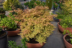 Metamorphosa Japanese Maple (Acer palmatum 'ARJOS1') at Lakeshore Garden Centres