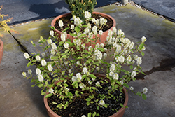 Legend Of The Small Fothergilla (Fothergilla 'NCFI1') at A Very Successful Garden Center