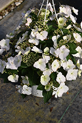 Fairytrail Bride Cascade Hydrangea (Hydrangea 'USHYD0405') at Lakeshore Garden Centres