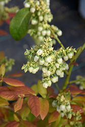 Sky Dew Gold Ornamental Blueberry (Vaccinium corymbosum 'ANDVAL1601') at Lakeshore Garden Centres