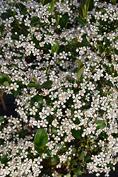 Low Scape Snowfire Aronia (Aronia melanocarpa 'SMNAMPEM') at Peter Knippel Garden Centre