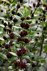 Simply Scentsational Sweetshrub (Calycanthus floridus 'SMNCAF') at Lakeshore Garden Centres