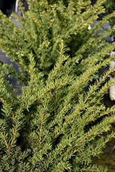Stonehenge Dark Druid Yew (Taxus x media 'SMNTHDB') at Lakeshore Garden Centres