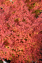 Sunjoy Neo Japanese Barberry (Berberis thunbergii 'NCBT2') at Lakeshore Garden Centres