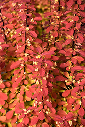 Sunjoy Orange Pillar Japanese Barberry (Berberis thunbergii 'NCBT3') at Lakeshore Garden Centres