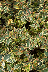 Tres Amigos Abelia (Abelia x grandiflora 'Mincautri') at Lakeshore Garden Centres