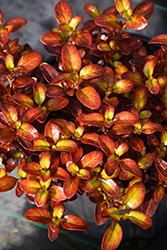 Waxwing Orange Mirror Bush (Coprosma repens 'NGCOP8') at Lakeshore Garden Centres