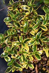 Waxwing Lime Mirror Bush (Coprosma repens 'NGCOP6') at Lakeshore Garden Centres