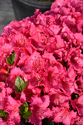Perfecto Mundo Epic Pink Azalea (Rhododendron 'NCRX9') at Lakeshore Garden Centres