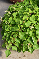 Flirty Girl Hydrangea Vine (Schizophragma hydrangeoides 'Minsnow3') at Lakeshore Garden Centres