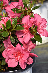 Perfecto Mundo Epic Coral Azalea (Rhododendron 'NCRX10') at Lakeshore Garden Centres