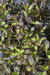 Vinho Verde Weigela (Weigela florida 'SMNWFBGV') at Peter Knippel Garden Centre