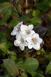 Wine & Spirits Weigela (Weigela florida 'SMNWFGC') at Peter Knippel Garden Centre