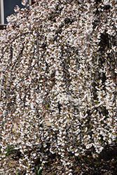 Snow Showers Weeping Cherry (Prunus 'Snow Showers') at Lakeshore Garden Centres