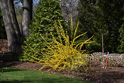 Show Off Forsythia (Forsythia x intermedia 'Mindor') at Golden Acre Home & Garden