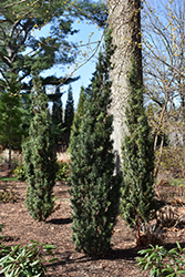 Stonehenge Skinny Yew (Taxus x media 'SMNTHDPF') at Peter Knippel Garden Centre