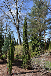 Sting Arborvitae (Thuja occidentalis 'SMNTOO') at Lakeshore Garden Centres