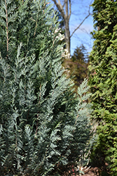 Pinpoint Blue Lawson Falsecypress (Chamaecyparis lawsoniana 'SMNCLBF') at Lakeshore Garden Centres