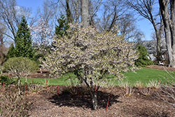 Kojo No Mai Fuji Cherry (Prunus incisa 'Kojo No Mai') at Lakeshore Garden Centres