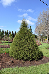 Hawire Lawson Falsecypress (Chamaecyparis lawsoniana 'SMNCLUTL') at Lakeshore Garden Centres