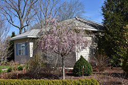 Pink Snow Showers Weeping Cherry (Prunus 'Pishnshzam') at Lakeshore Garden Centres
