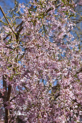 Pink Snow Showers Weeping Cherry (Prunus 'Pishnshzam') at Lakeshore Garden Centres