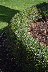Gem Box Inkberry Holly (Ilex glabra 'SMNIGAB17') at Lakeshore Garden Centres
