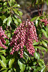 Interstella Lily of the Valley Shrub (Pieris japonica 'FARROWPJRF') at Lakeshore Garden Centres