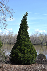 Gin Fizz Juniper (Juniperus chinensis 'RIKAG') at Lakeshore Garden Centres